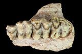 Oreodont (Merycoidodon) Jaw Section - South Dakota #146171-1
